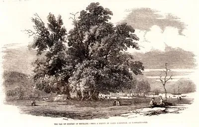 The Oak Of Godfrey Of Bouillon