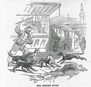 The Street Dogs