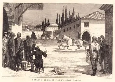 Selling Mehmet Agha's Arab Horses