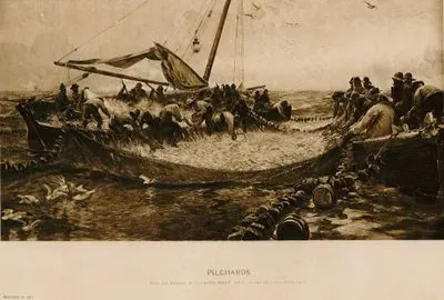Pilchards