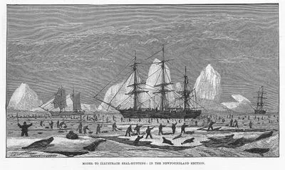 Model To İllustrate Seal-Hunting in Newfounland Section
