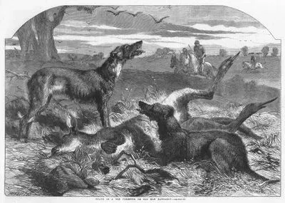 Death Of Red Forester Or Old Man Kangaroo