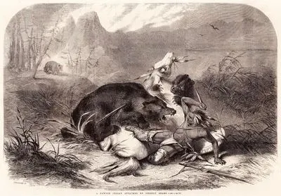 A Pawnee indian Attacked By Grizzly Bears