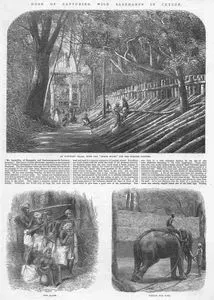 Mode Of Capturing Wild Elephants In Ceylon-An Elephant Kraal With The "Grand Stand" For 
The English Visitors-Alarm-Testing The Rope