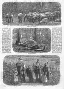 Mode Of Capturing Wild Elephants In Ceylon-Herd Of Wild Elephants-An Elephant Noosed-
Taming A Wild Elephant