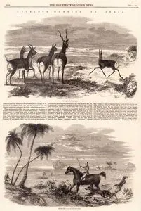 Antelope Hunting in india-Antelopes Startled-Antelopes Driven from Cover
