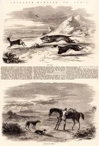 Antelope Hunting in india- The chase -Pereparing To Return