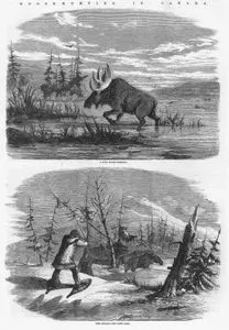 Moose Hunting in Canada-A Bull Moose Feeding-The Attack