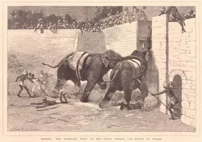Baroda, The Elephant Fight in The Arena Before The Prince of Wales