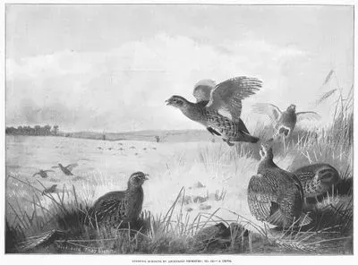 Sporting Subjects By Archibald Thorburn, No III.-A Drive