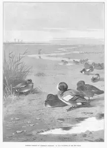 Sporting Subjects By Archibald Thorburn, No VII.-Wildfowl On The Mud Flats