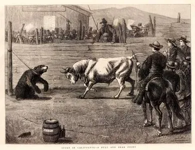 Sport in California-A Bull And Bear Fight