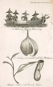 A Malacca Fishing Boat, A Nutmeg Surrounded With The Mace, Tampian Satan or The Devil's House
