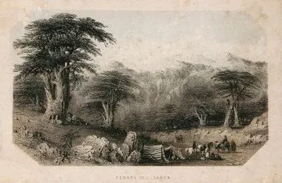 Cedars Of Lebanon