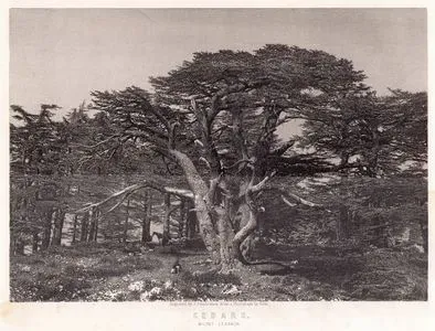 Cedars, Mount Lebanon