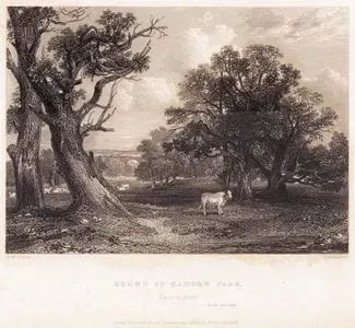 Scene In Cadyow Park, Lanarkshire