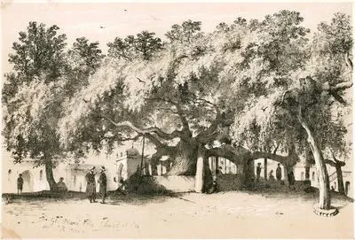 Gt.Plane Tree, Island Of Cos