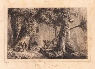 Bresil, Foret Ouverte Le Long Du Mucuri (Forest Along Mucuri River)