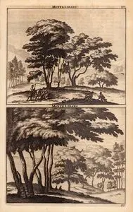 Monte Libano (Cedars of Lebanon)