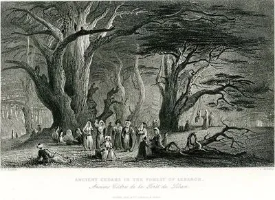 Ancient Cedars In The Forest Of Lebanon-Anciens Bedres De La Foret Du Liban
