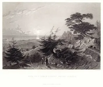 Pass In A Cedar Forest, Above Barouk